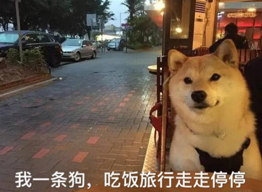玩个神雕侠侣2手游都要被秀一脸（单身狗做错了什么）