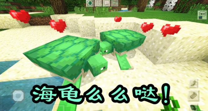 我的世界海龟蛋如何孵化-5步教你轻松孵化海龟蛋